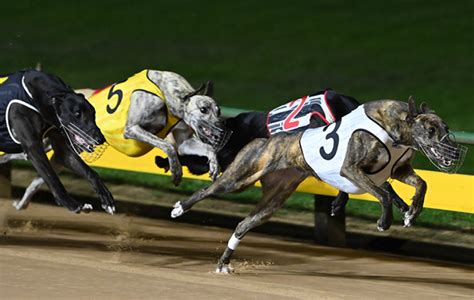 greyhound racing betting strategy|Strategies for Successful Greyhound Race Betting.